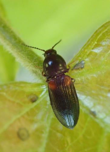 Calambus bipustulatus